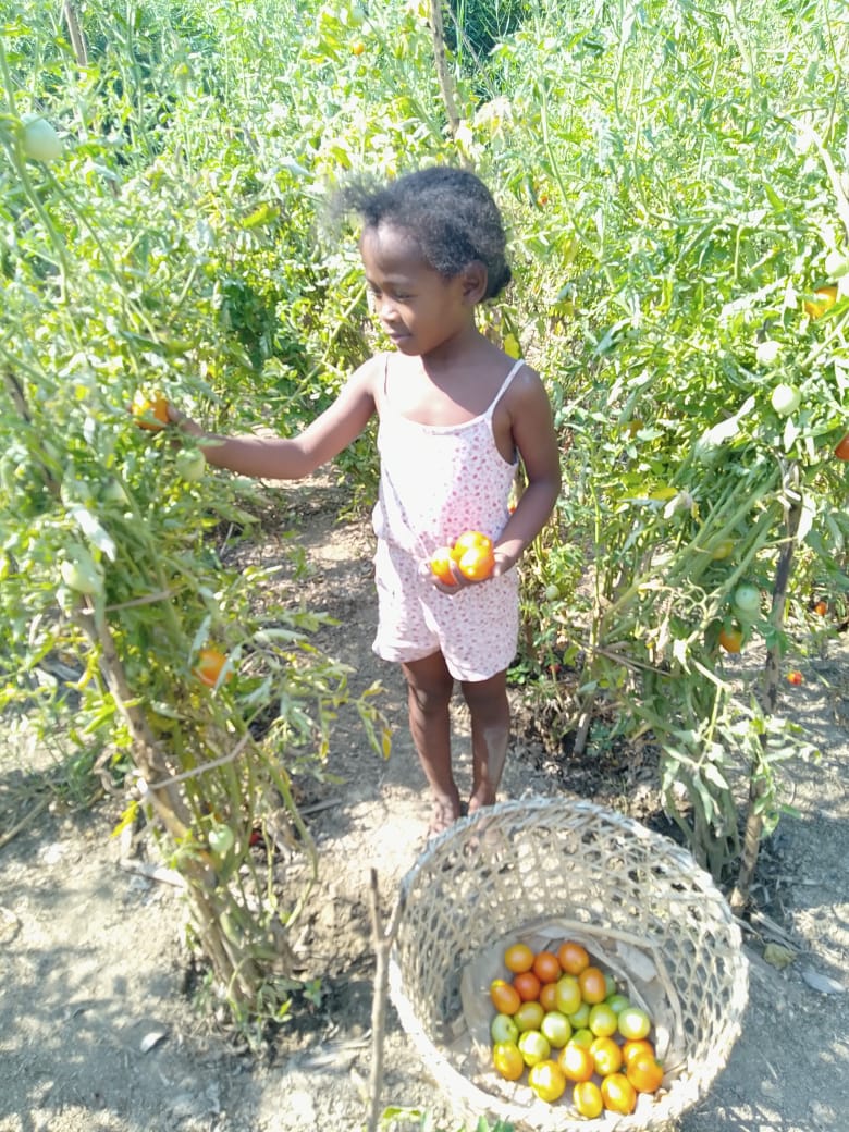 Succès des techniques agroécologiques au sein du CEP Tantsaha Miray Hina à Antsehaseha, Fokontany Manamby – Commune Ampanihy, District de Mahabo